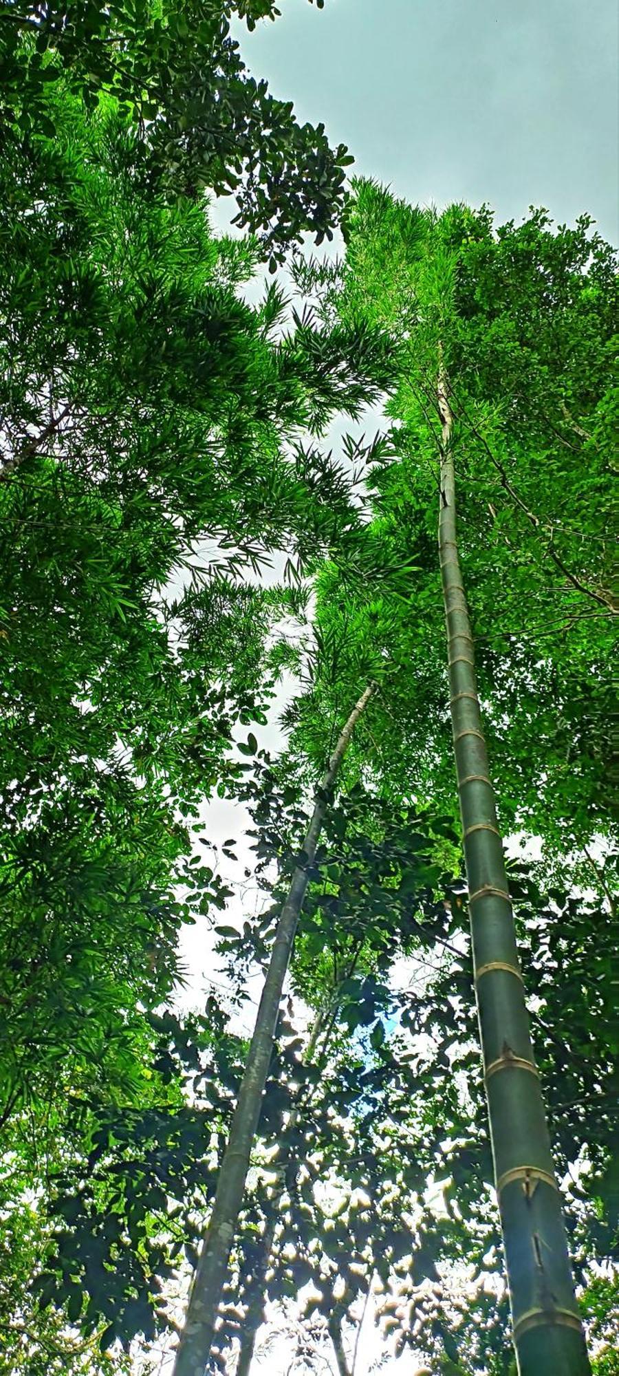 Hotel Ecologico Makalombia La Macarena Ngoại thất bức ảnh