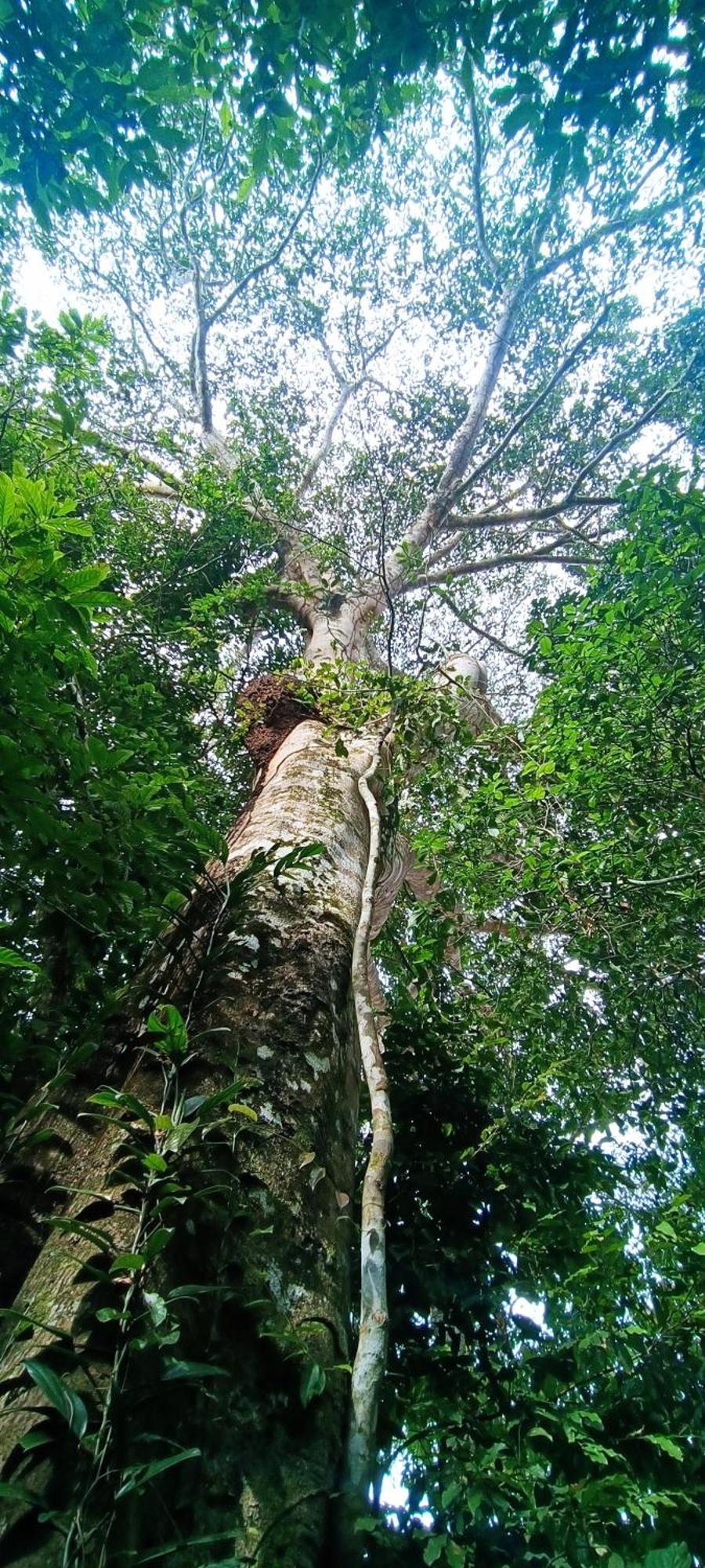 Hotel Ecologico Makalombia La Macarena Ngoại thất bức ảnh